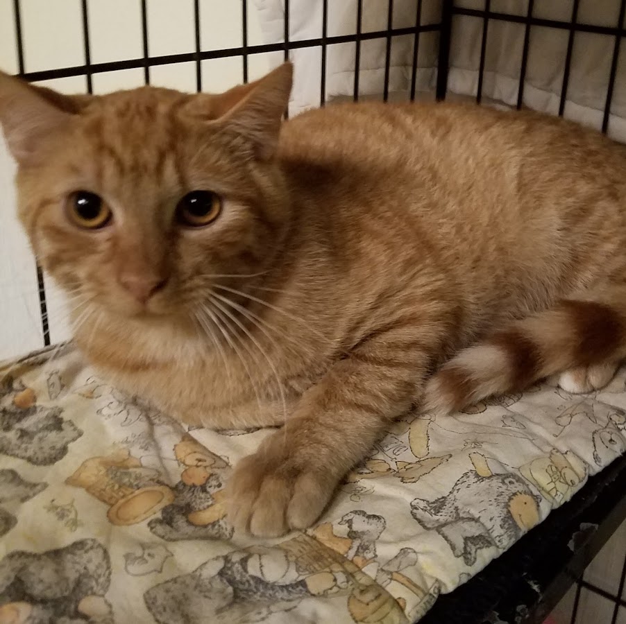 West Plains Regional Animal Shelter Thrift store