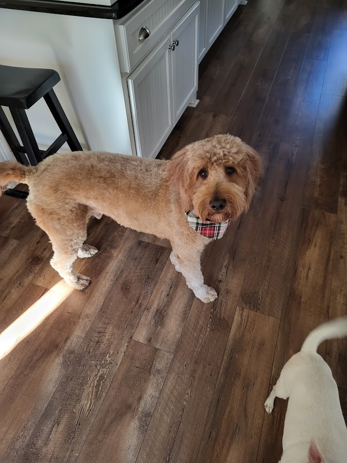 Five Star Pets Grooming, Boarding, & Daycare