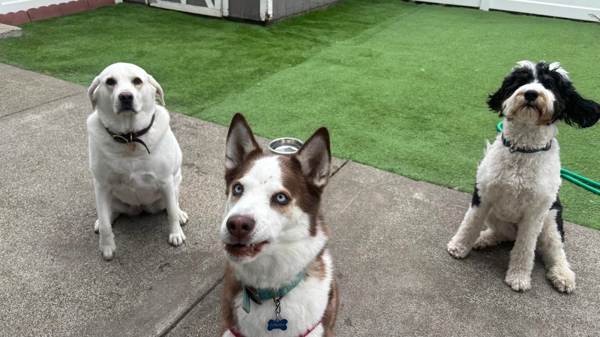 Many Paws Home Pet Care