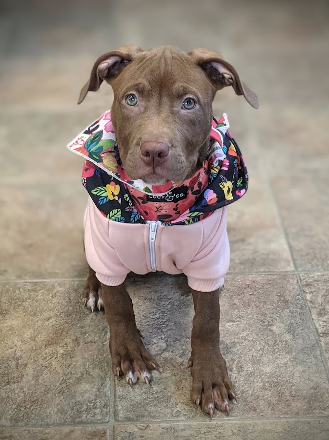 North Minneapolis Pet Resource Center