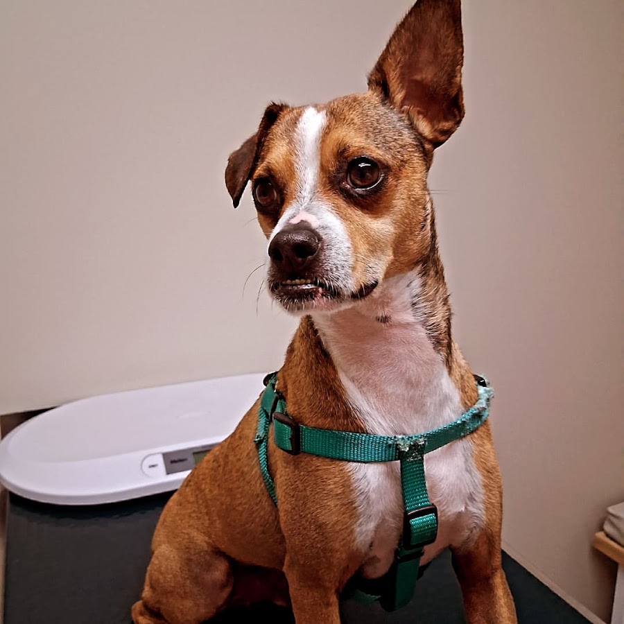 Countryside Animal Hospital