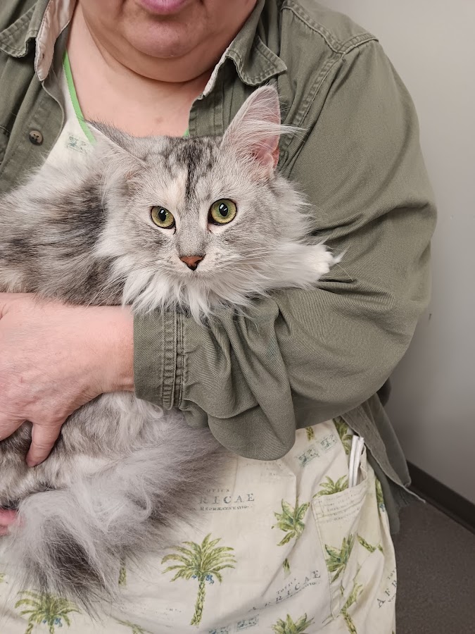 Four Paws Maine Coon Cats