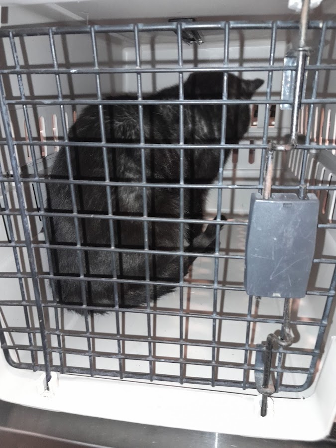 Luckney Animal Hospital: Ben Zieren, DVM