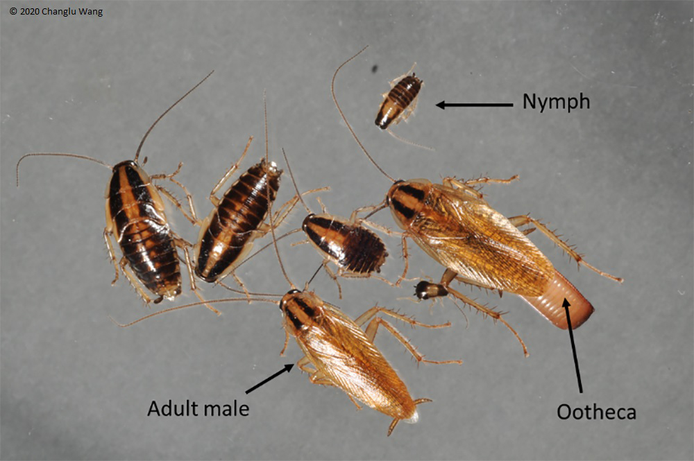 Augusta Home Services pest control