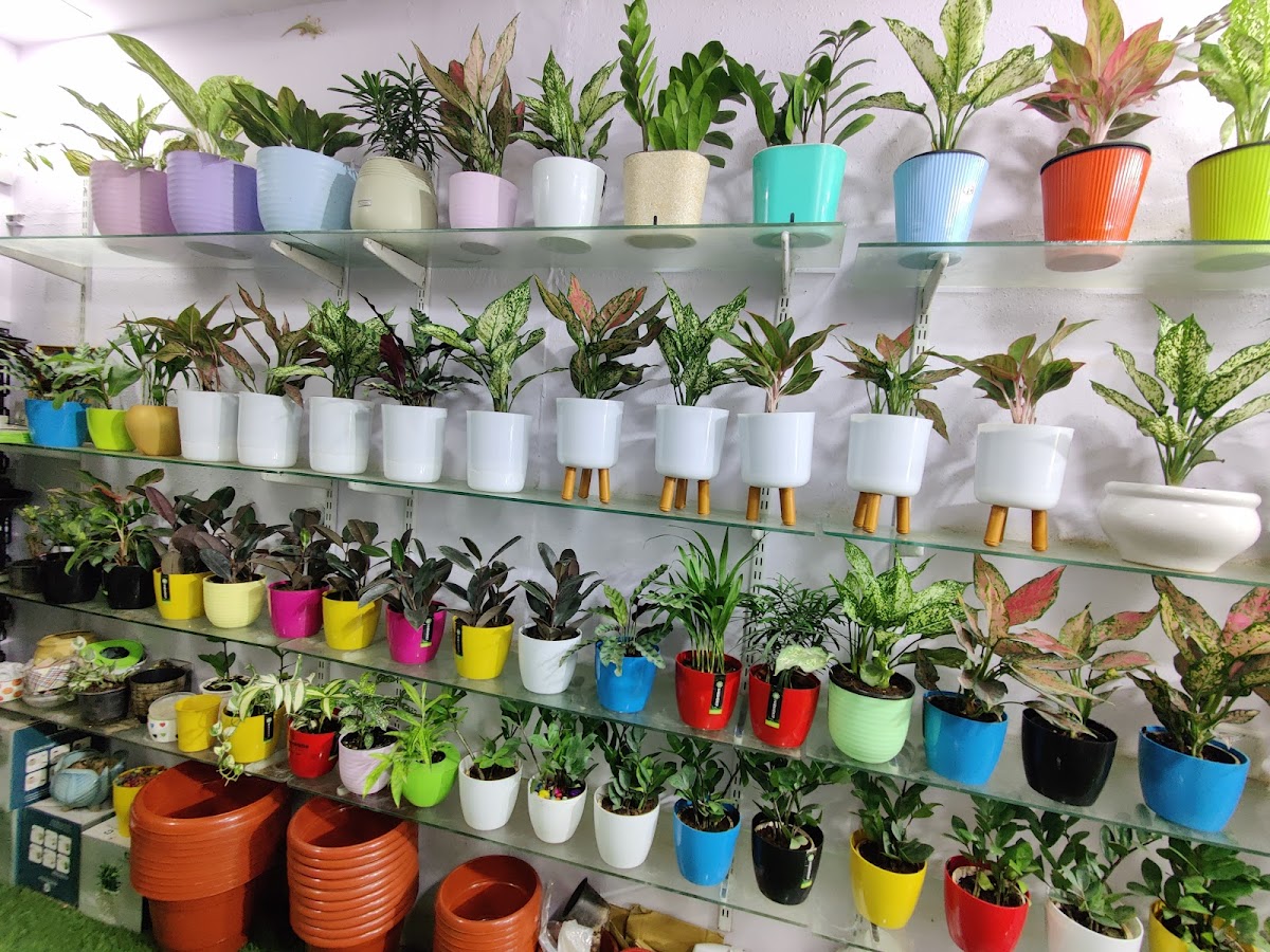 kadiyam plants