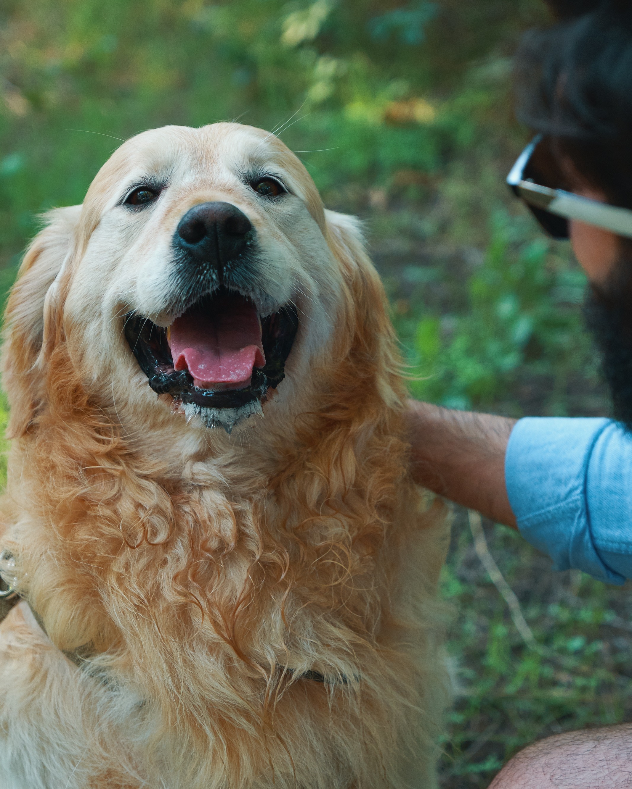 Boise Pet Sitters photo 4