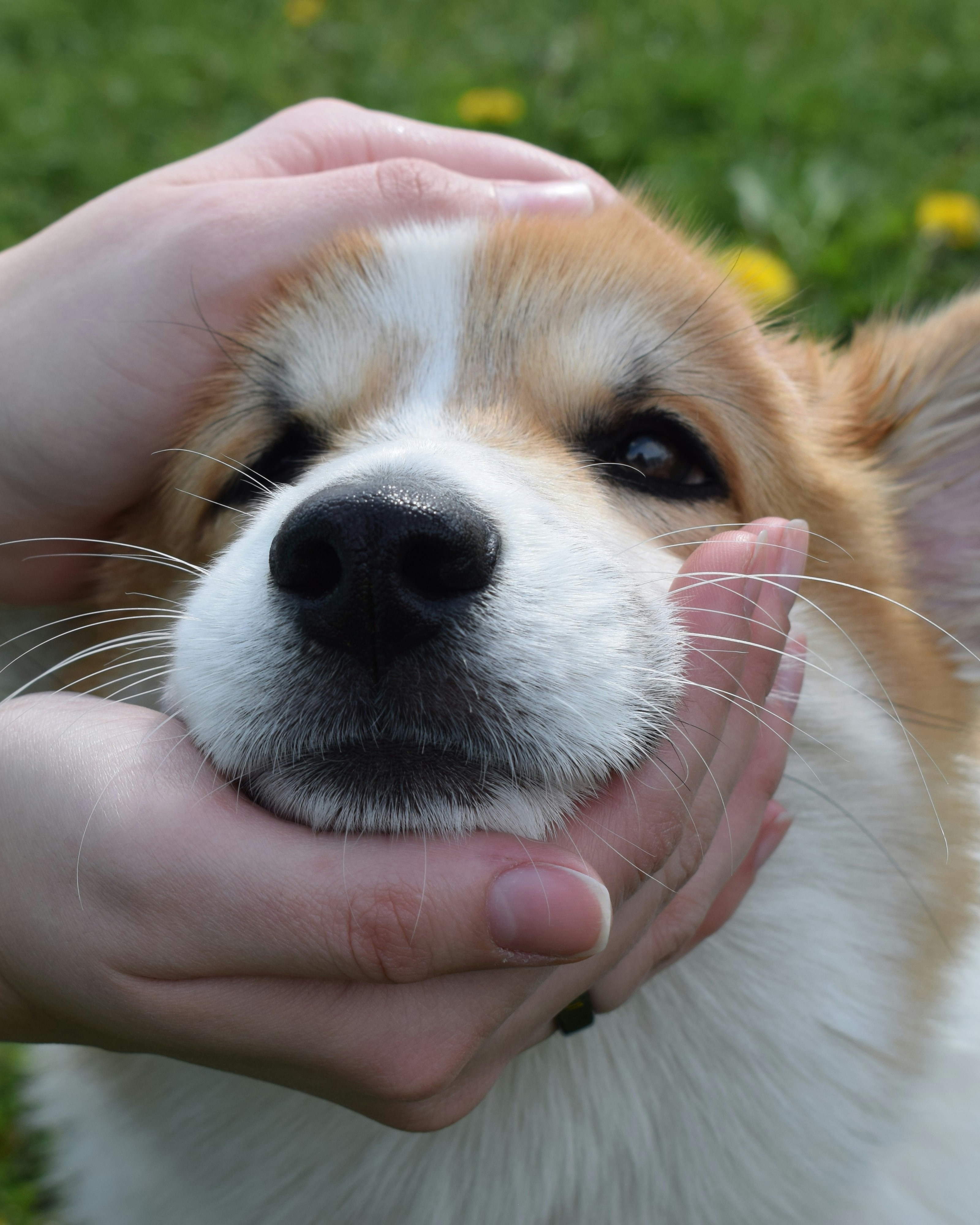 Boise Pet Sitters photo 1