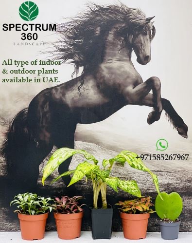 Spectrum 360