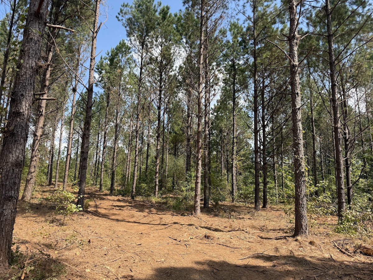 Bailey Land & Timber LLC