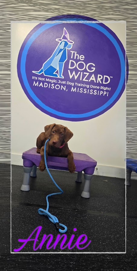The Dog Wizard Madison