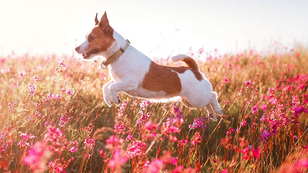 Como Park Animal Hospital 24 Hour Care