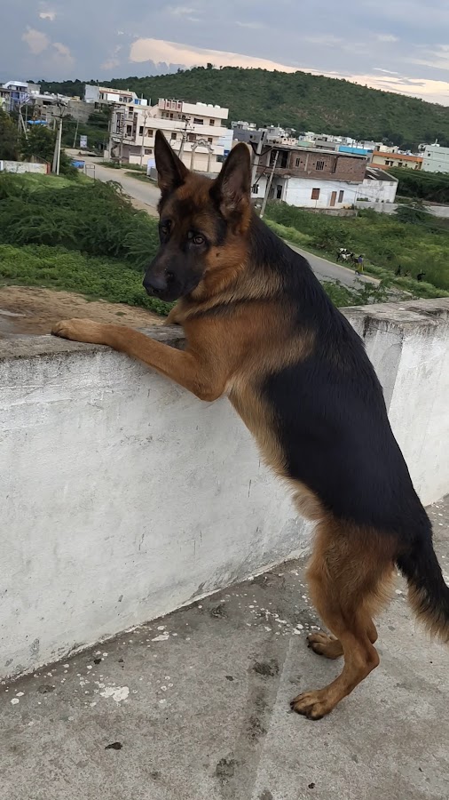 Harsha Kennels