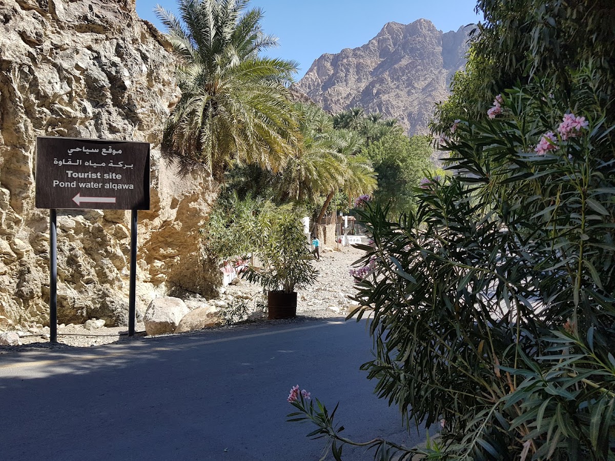 Wadi Shees (Al Quaoy Water Pond)