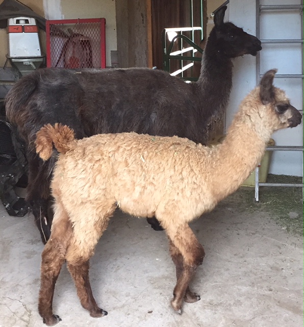 Fuzzy Butz Boarding & Grooming