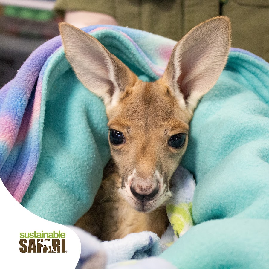 Sustainable Safari
