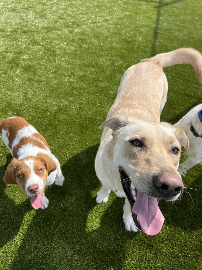 Prairie Peak Kennels