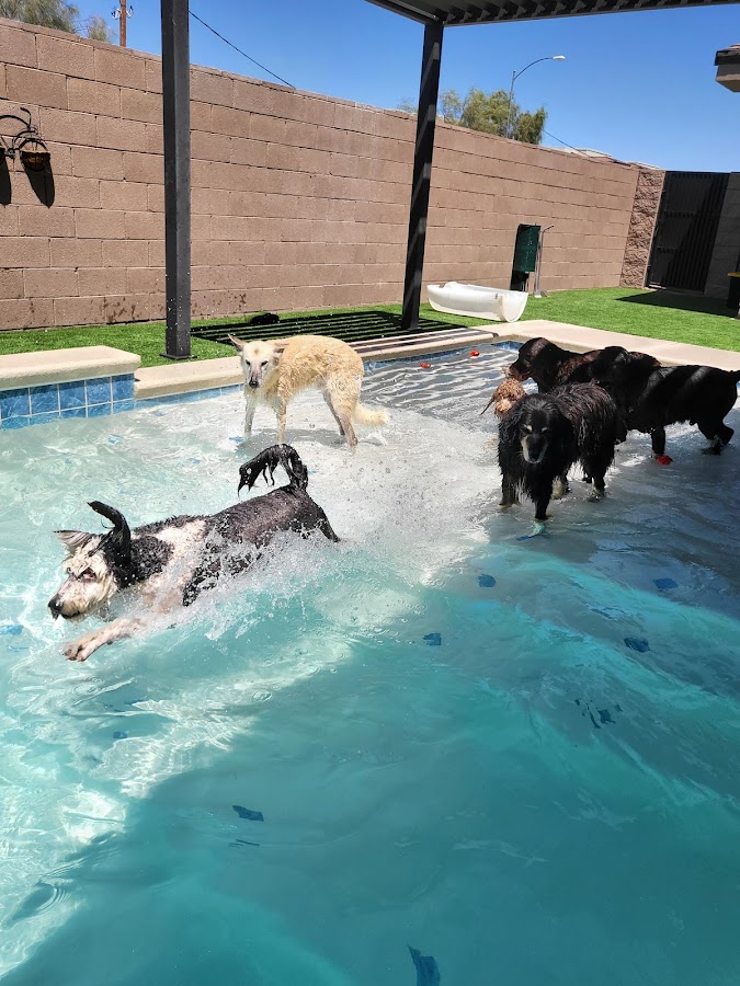 K-9 Kountry
