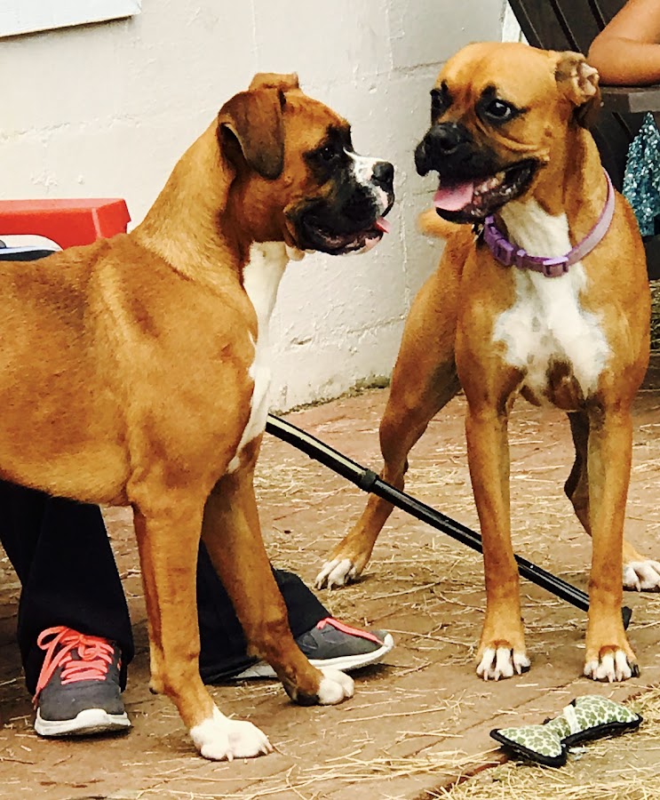 Precious Paws Resorts