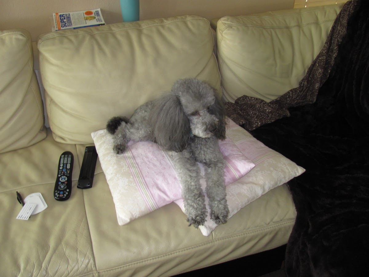 Doggy Dream Pet Grooming & Boarding Pahrump