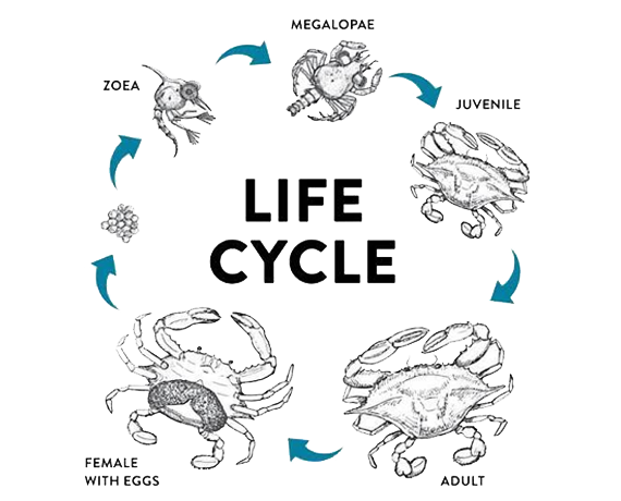 astroaquaculture photo 1
