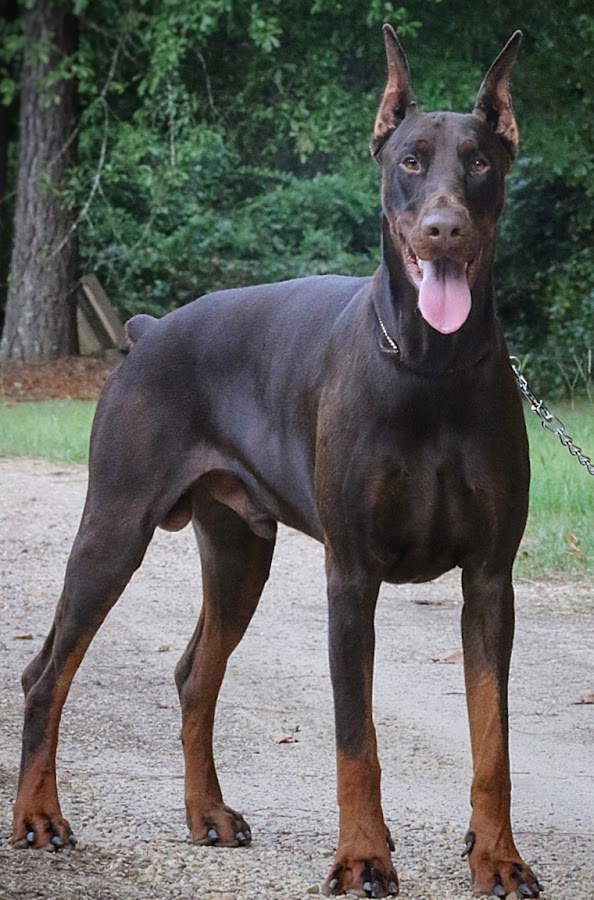 Sure Shot Dobermans
