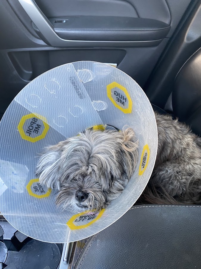Big Sky Animal Medical Center