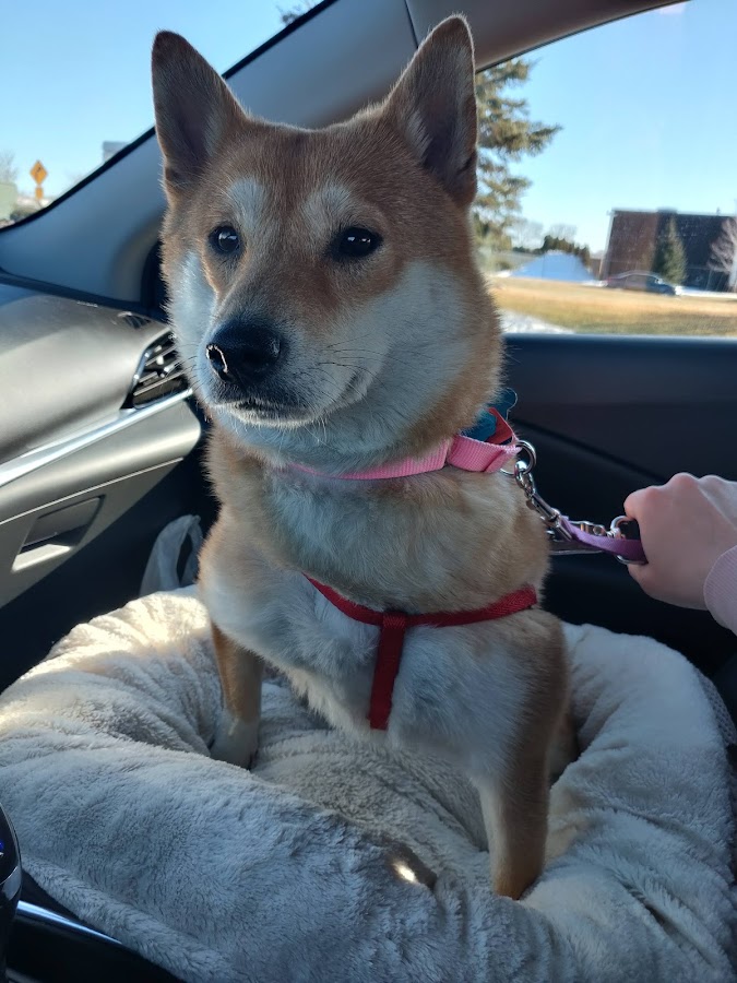 Midwest Animal Rescue & Services (MARS)