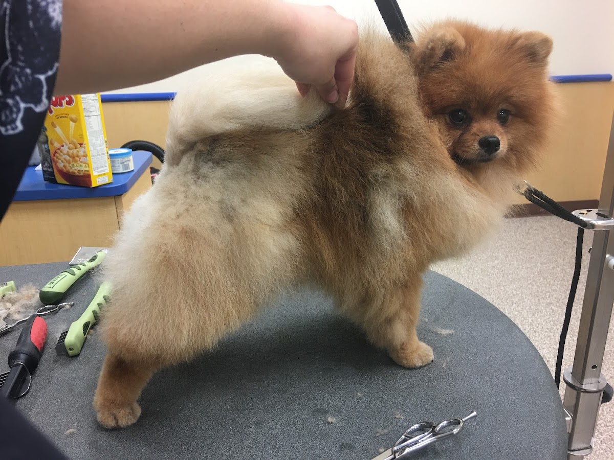 Airway Pet Resort