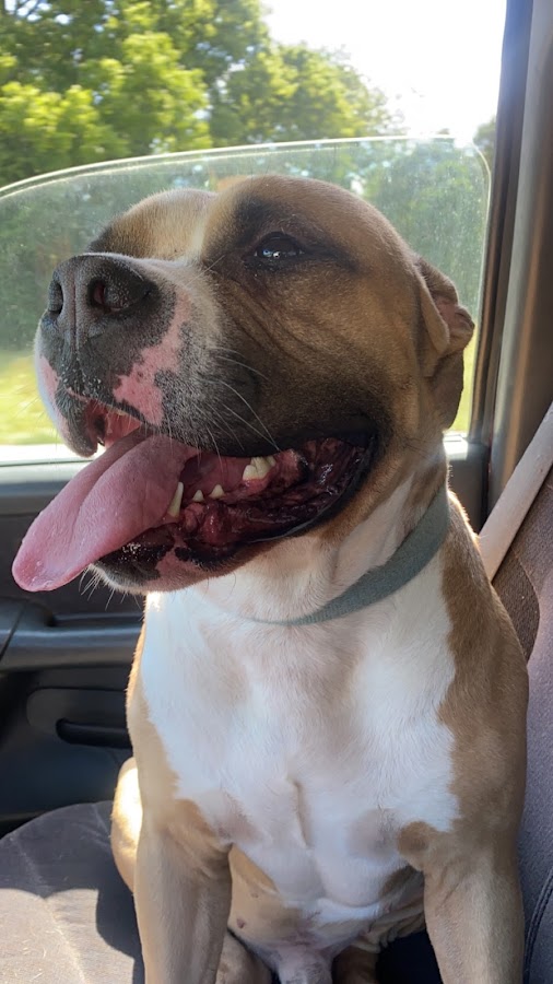 Shepherdsville Animal Hospital