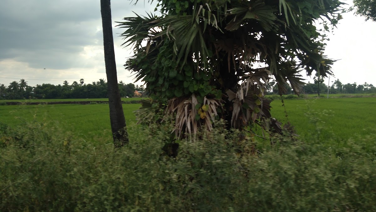 Gayam vari palem