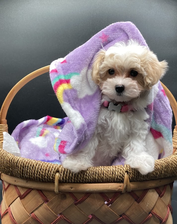 Designer Puppies of Louisiana