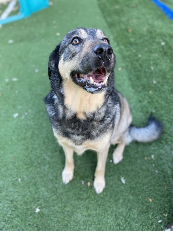 Westinn Kennels - K9 Bed n' Breakfast