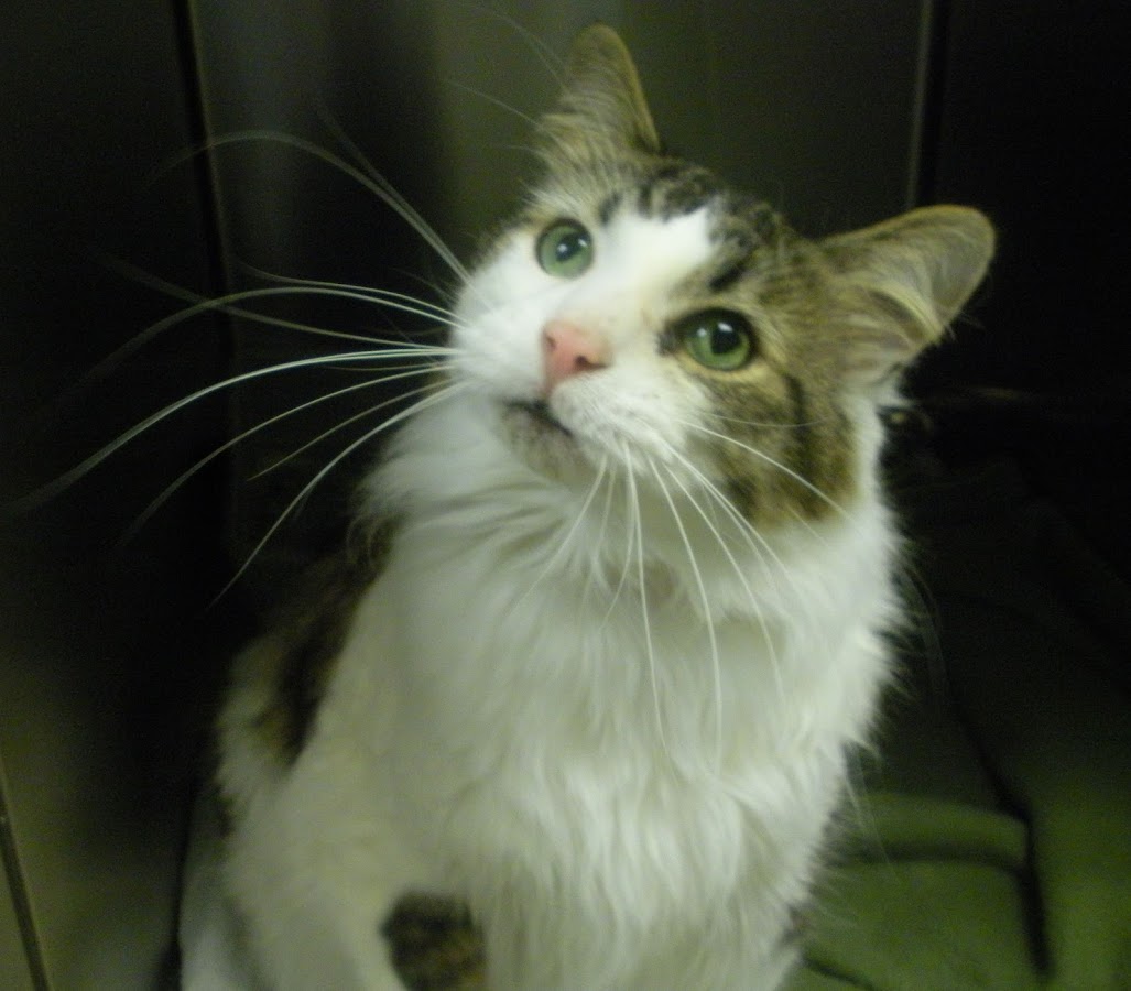 Lakewood Animal Health Center