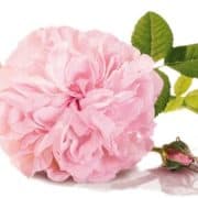 The Organic Beautician logo