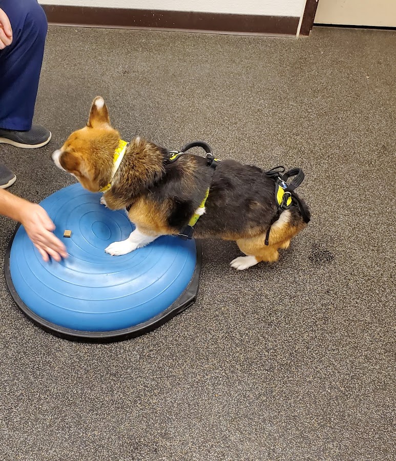 Countryside Pet Clinic & Resort