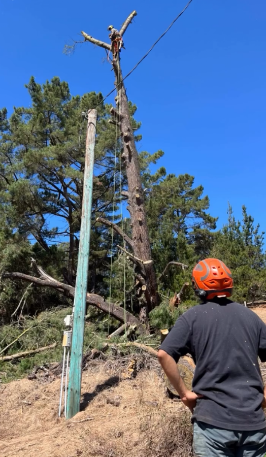 Estrada Tree Service