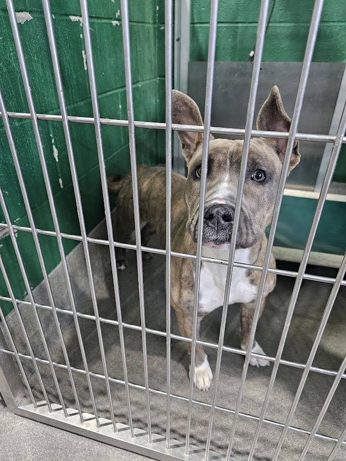Prince George's County Animal Services Facility & Adoption Center