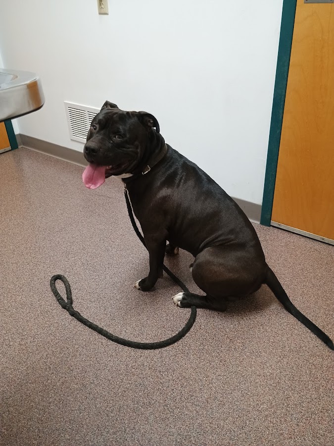The Animal Clinic, P.S.C.