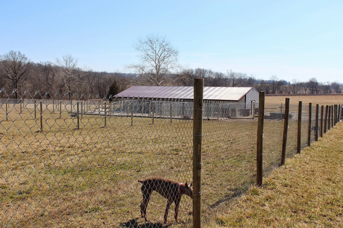 Sweet Pea Kennels