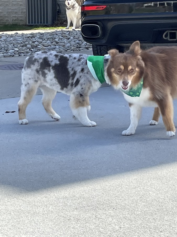 Dirty Hairy's Self and Full Service Dog Wash