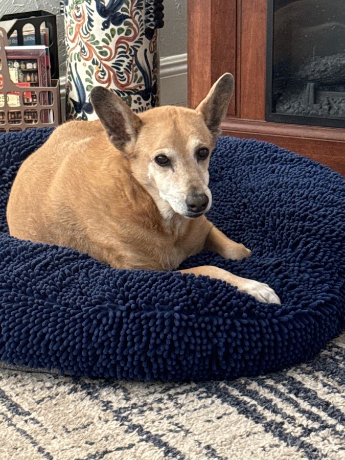 Kritter Sitters Pet Sitting Services by Lynda Bullhead City AZ