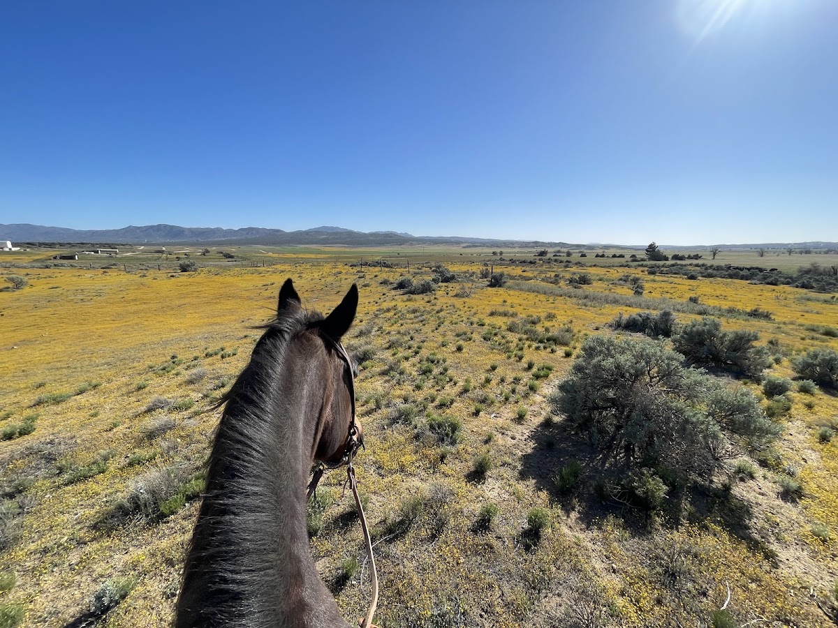 Anza Lions Minor Horse Arena