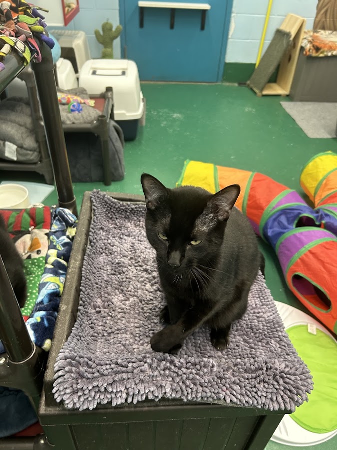 Peoria County Animal Protection Services