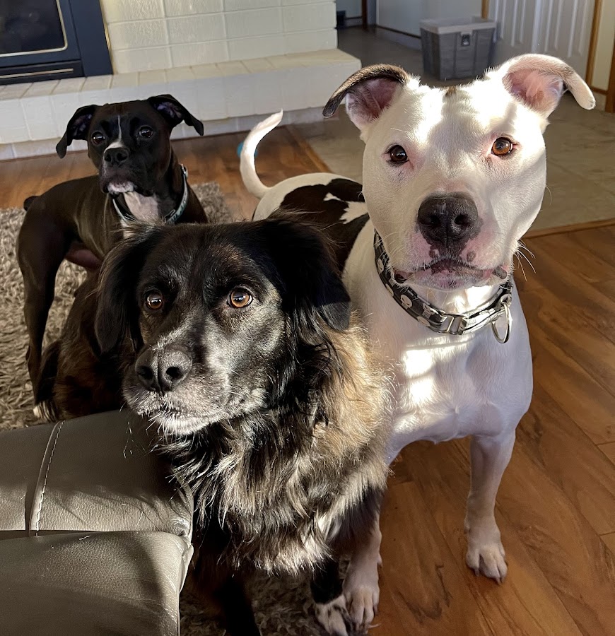 Big Sky Pet Center