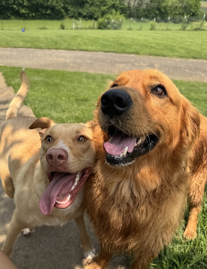 Bed & Biscuits Pet Retreat