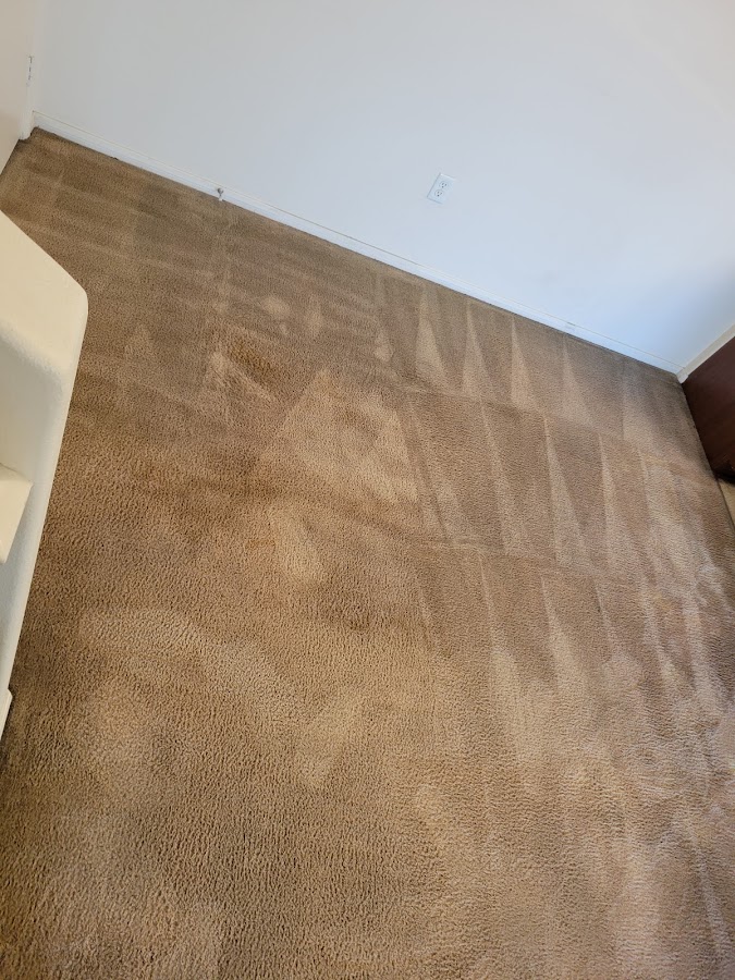 XLLNT Carpet Care