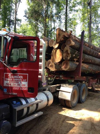 Sumter Timber Co LLC logo