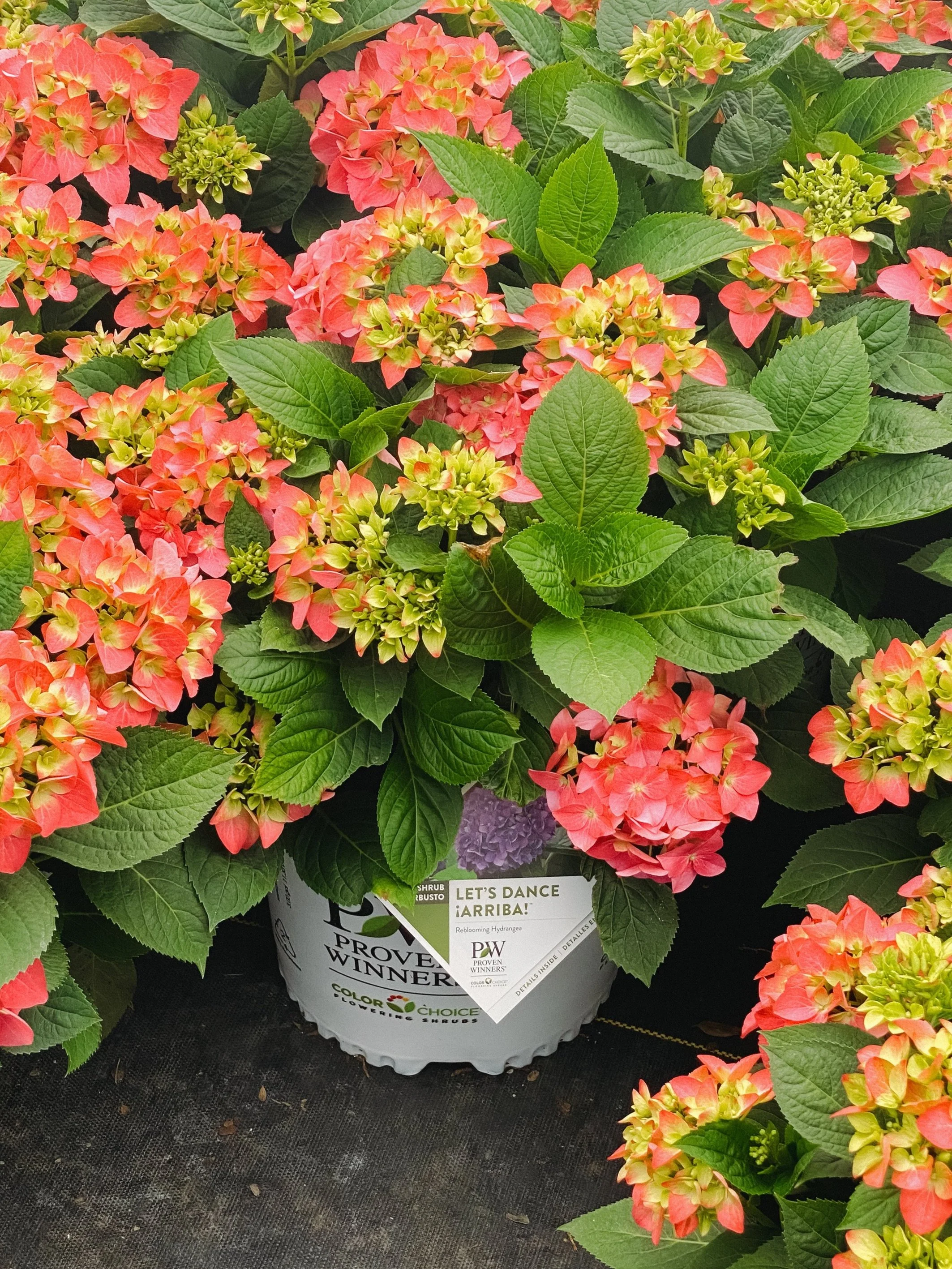 Gibbs Garden Center logo