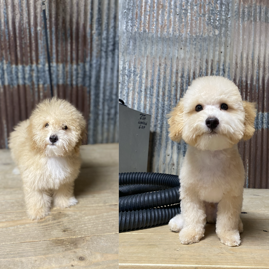 Prairie Hound Boarding & Grooming
