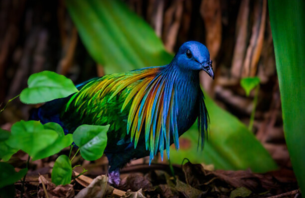 Andaman Birding Tour